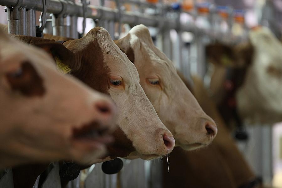Tierbestand in Mecklenburg-Vorpommern geht weiter zurück