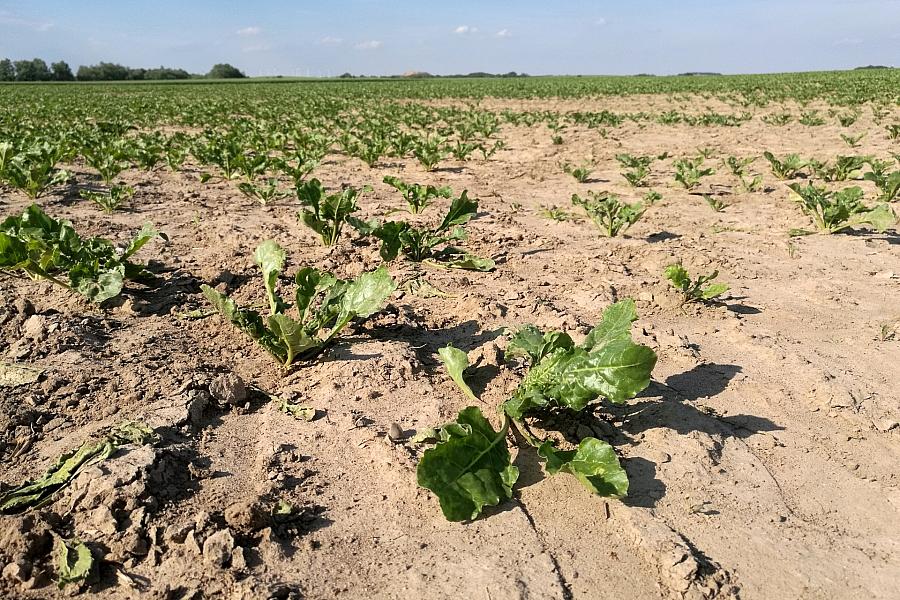 Wasserknappheit in Deutschland: UBA warnt vor Folgen für Landwirtschaft und Wälder