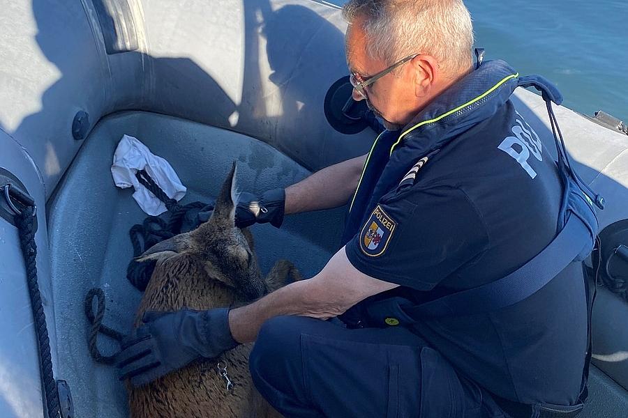 Reh im Rostocker Hafenbecken gerettet