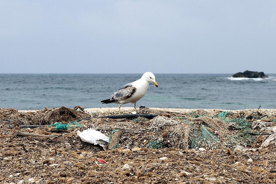 UN-Konferenz gegen Plastikmüll: Meeresbiologin sieht „historische Chance“