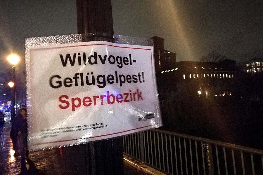 Geflügelpest breitet sich in Brandenburg weiter aus