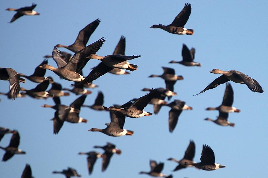 Vogelgrippe fordert über 1.000 Kraniche und andere Wildvögel in Brandenburg