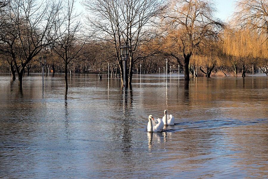 Polizei befreit Mann von aggressivem Schwan in Friedland