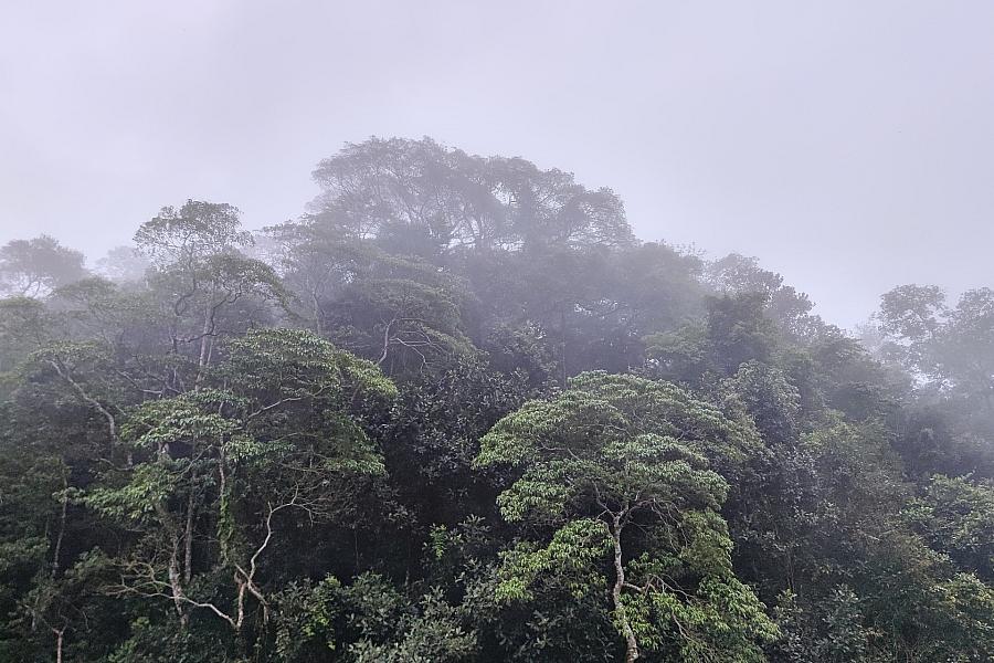 Bundesumweltminister Schneider verteidigt fehlende Summenangabe für Tropenwald-Fonds