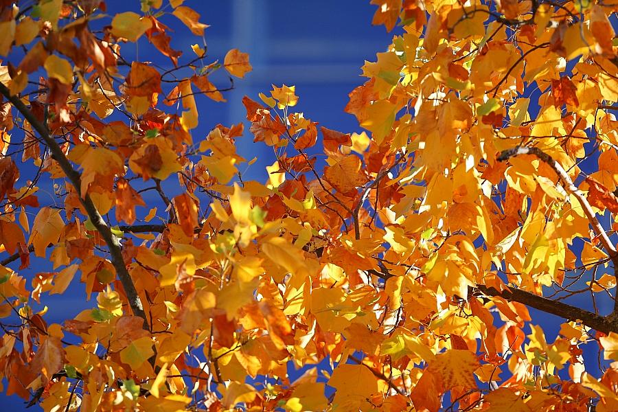 Wetterbericht für Berlin/Brandenburg (07.11.2025)