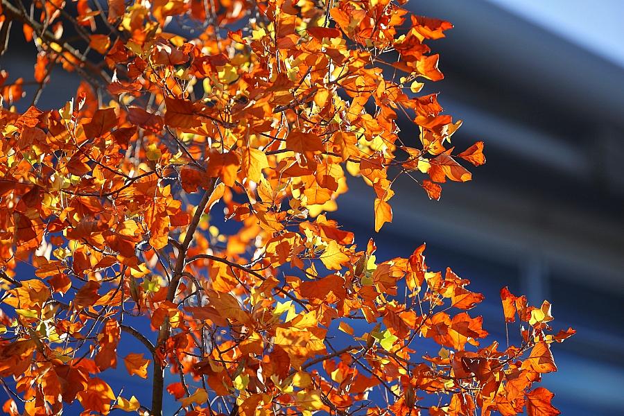 Wetterbericht für Mecklenburg-Vorpommern (16.11.2025)