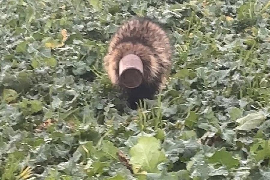 Neugieriger Dachs mit Blumentopf auf dem Kopf löst Polizeieinsatz in Leezen aus