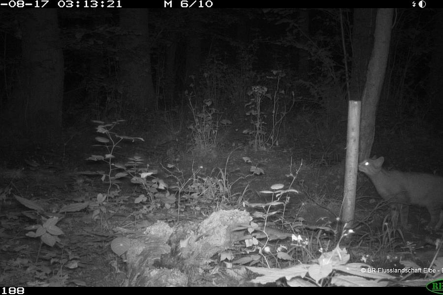 Erstmals Wildkatze im Biosphärenreservat Flusslandschaft Elbe nachgewiesen