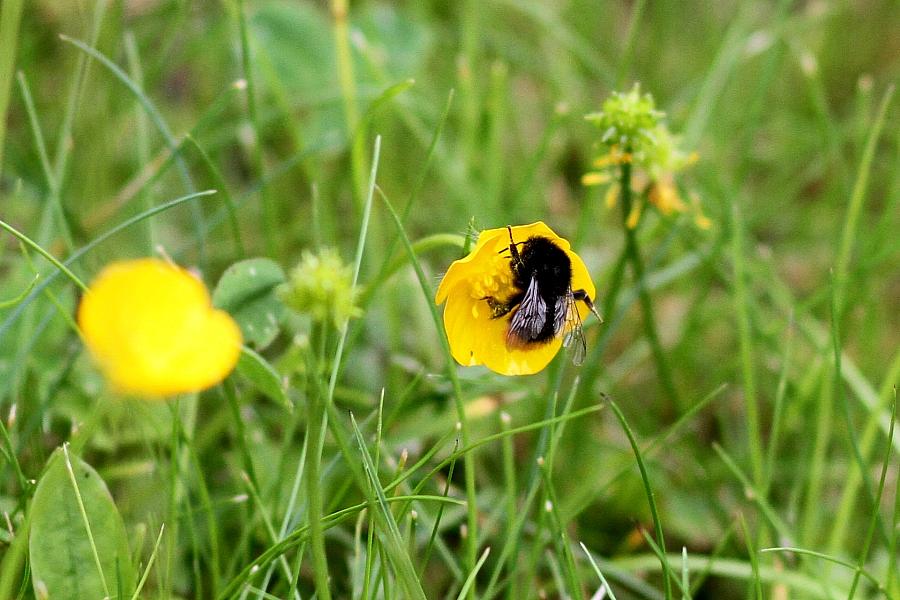 Hummel bestäubt Blüte (Archiv)