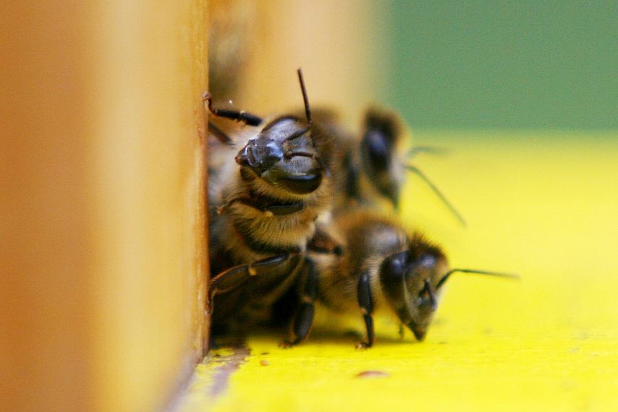 Bundestagsbienen überstehen Winter gut – Imker meldet geringe Verluste