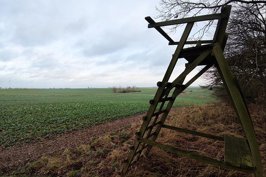 Wolf beißt Frau in Hamburg-Altona – Jagdverband erwägt drastische Konsequenzen