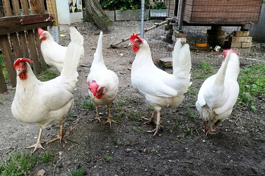 Newcastle Disease breitet sich in Brandenburger Landkreisen aus