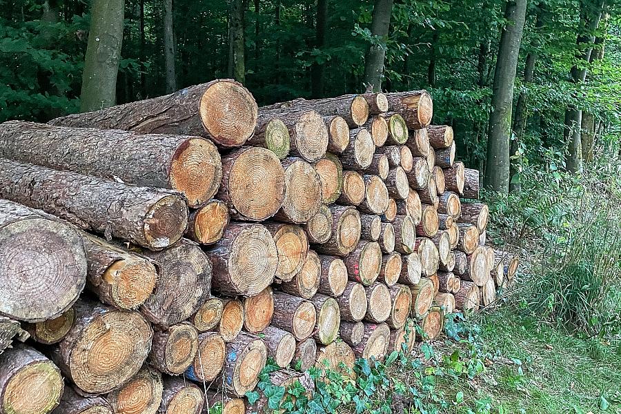 Holzstämme im Wald (Archiv)