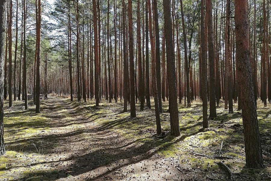 Waldzustand 2025: Stabile Kronen trotz Wetterextremen – Rückgang abgestorbener Bäume