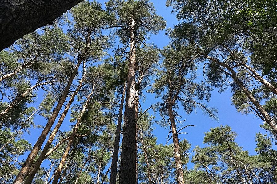 Deutscher Wald in kritischer Verfassung: Trockenheit und Dürre setzen Bäumen zu