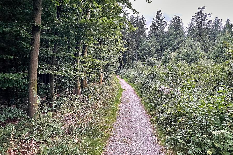 Bekämpfung von Eichenprozessionsspinnern im Landkreis Prignitz beginnt