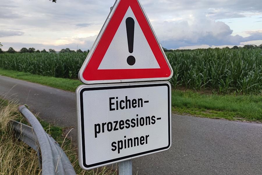 Bundesumweltministerium hält Gifteinsatz gegen Eichenprozessionsspinner unter strengen Auflagen für möglich
