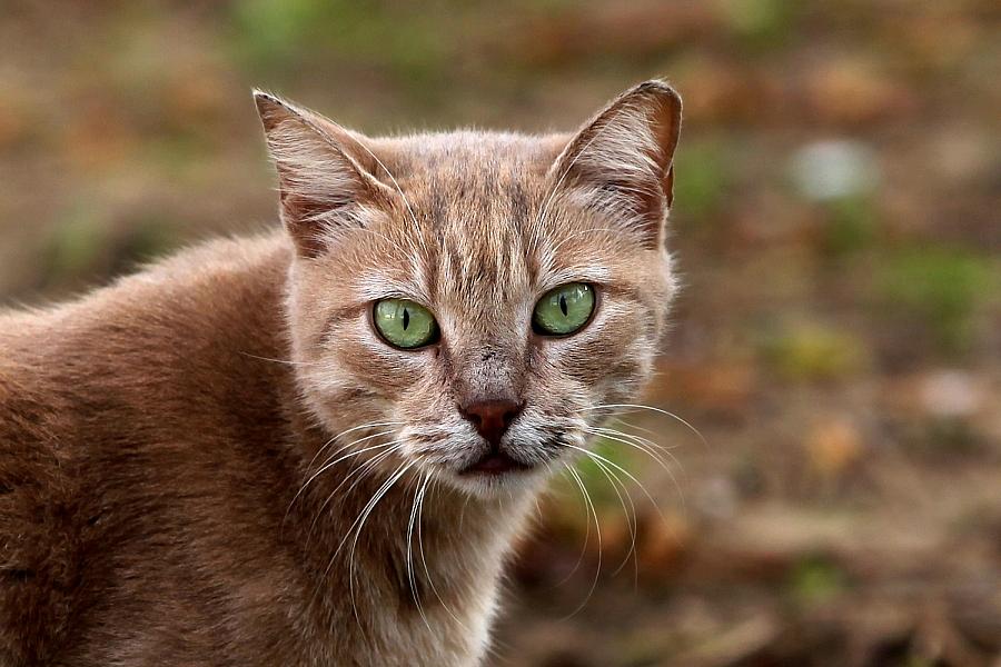 Brandenburg fordert bundesweites Register für Tierhaltungsverbote