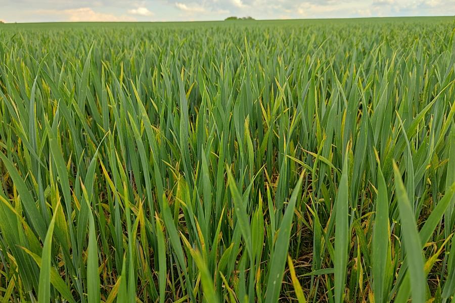 Brandenburg erlebt Rekordfläche bei Sonnenblumen und geringsten Roggenanbau seit 1991