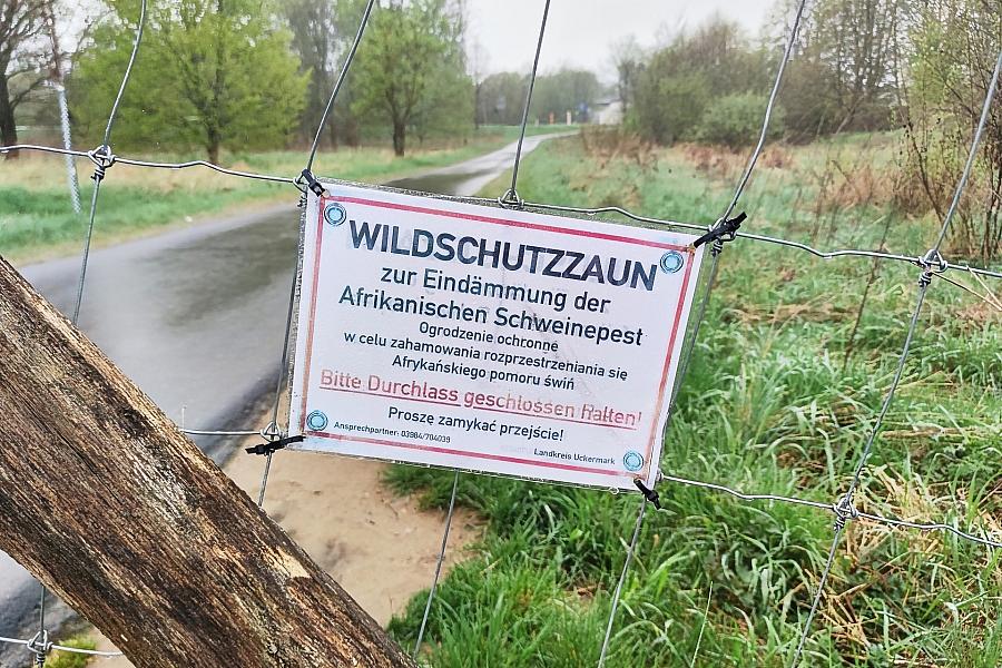 Afrikanische Schweinepest im Landkreis Uckermark festgestellt