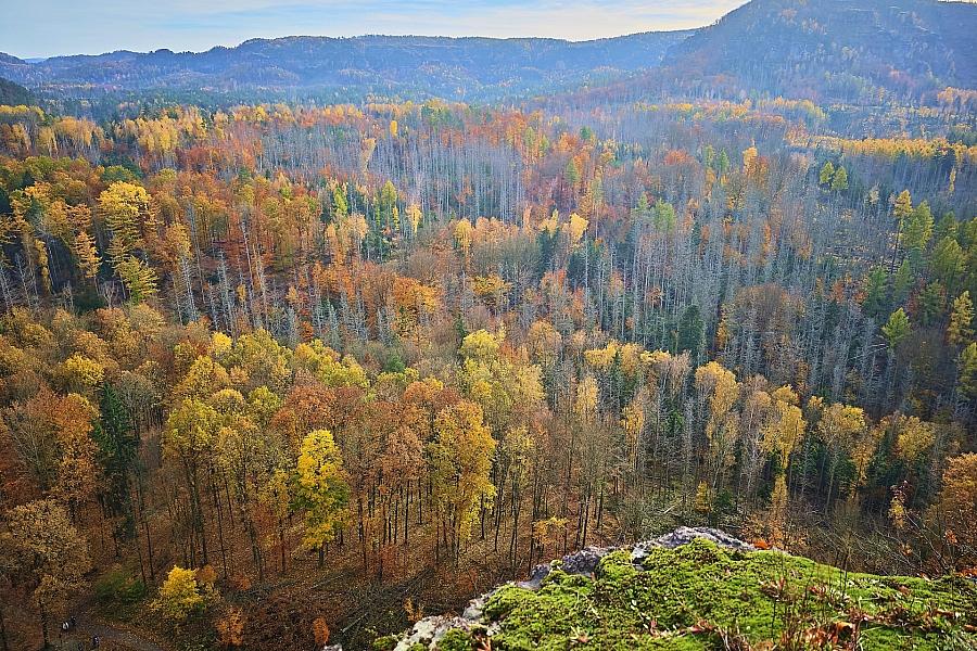 Unwetter in Sächsischer Schweiz: Mann von Baum erschlagen