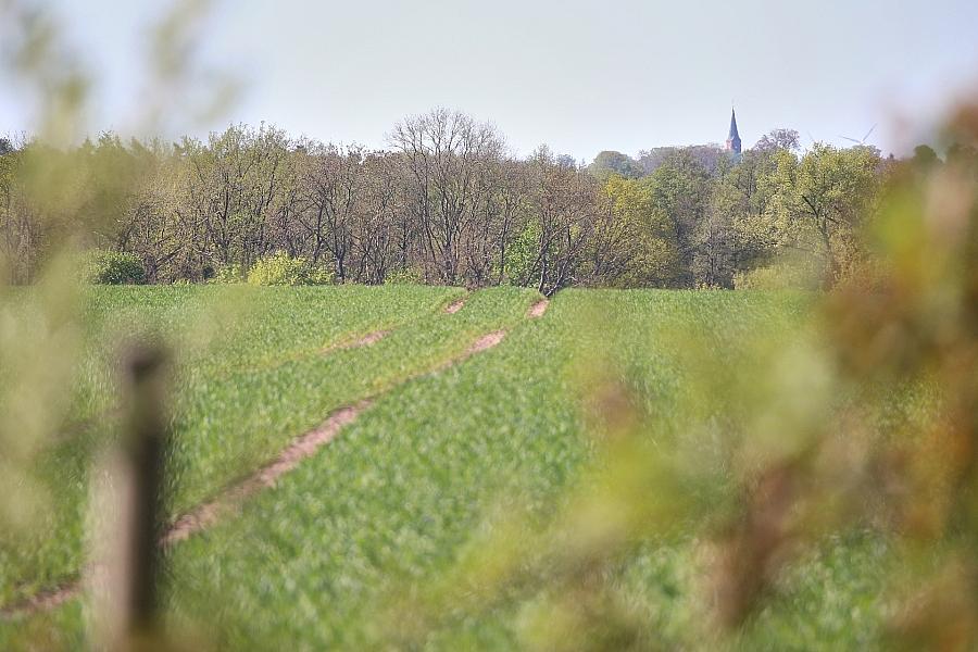 Neue Agroforstsysteme in Brandenburg fördern nachhaltige Landwirtschaft