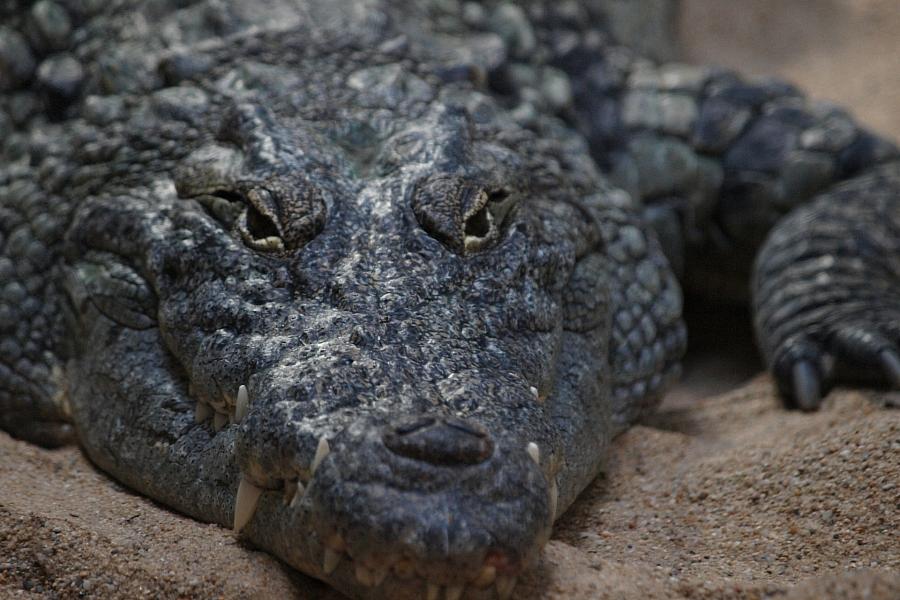 Gericht blockiert Einsatz von Krokodilen in israelischen Gefängnissen