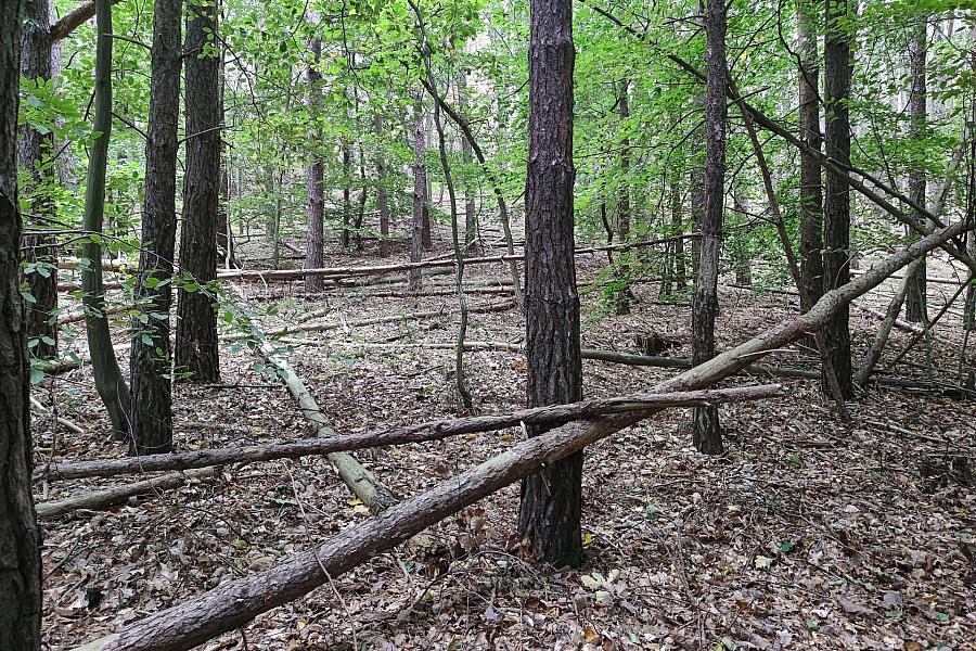 Waldbrandgefahr in Deutschland: Verband der Waldeigentümer fordert aktiven Waldschutz und weniger Totholz