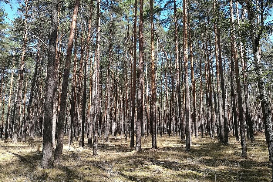 Waldbrandgefahr: Städte- und Gemeindebund fordert dauerhafte Finanzhilfen von Bund und Ländern für Feuerwehren und Prävention