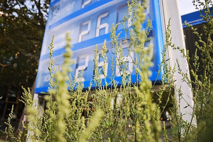 Tankrabatt kommt nur teilweise an: Ifo-Institut kritisiert Wirkung bei Diesel und Benzin
