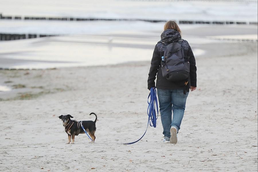 Hundesteuer 2025: Kommunen nehmen 429,7 Millionen Euro ein